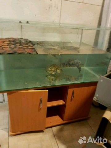 Аквариум с черепахами.аквариум из стекла 120 лит купить на Зозу.ру - фотография № 3