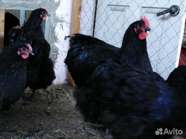 Чёрный орпингтон яйцо, цыплята купить на Зозу.ру - фотография № 6
