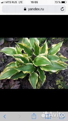 Хоста, аквилегия, первоцвет, ирис