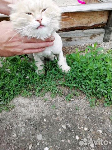 Кот купить на Зозу.ру - фотография № 6