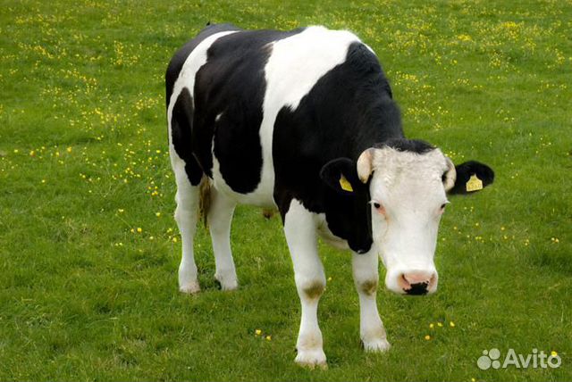 Корова голштинской проды