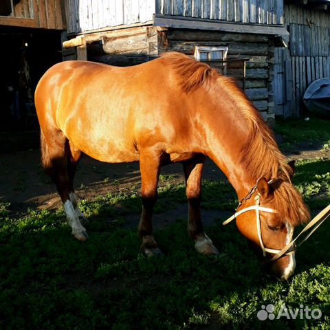 Лошадь, мерин купить на Зозу.ру - фотография № 1