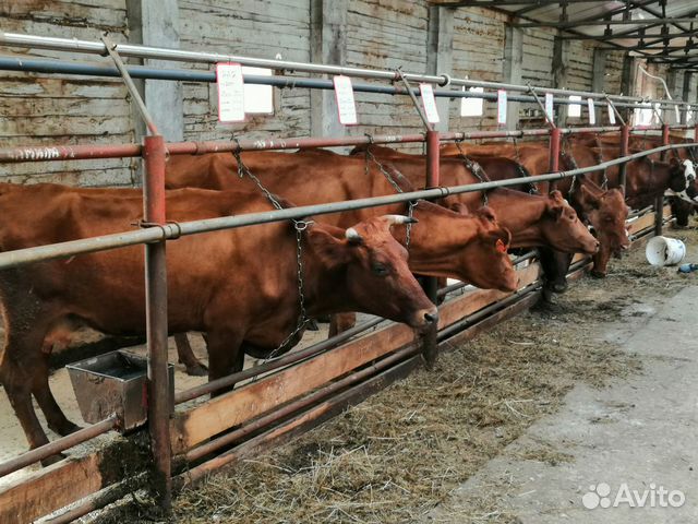 Коровы стельные купить на Зозу.ру - фотография № 4
