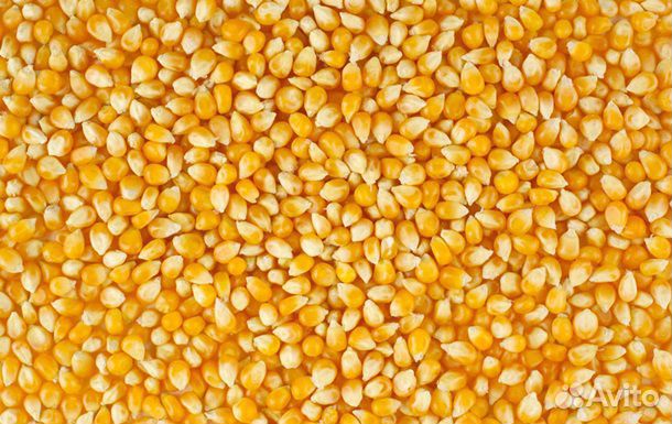 Ячмень, кукуруза продовольственная купить на Зозу.ру - фотография № 1