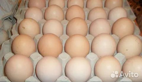 Инкубационное яйцо бройлера цыплята купить на Зозу.ру - фотография № 1
