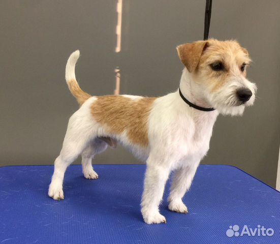 Груминг услуги для собак и кошек всех пород и разм