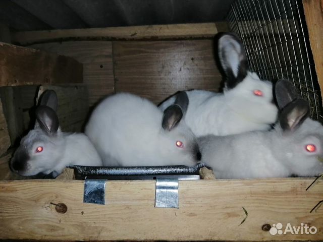 Кролики калифорнийские 1-2 месяца купить на Зозу.ру - фотография № 2