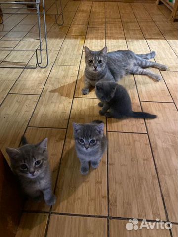 Идеальные котята к туалету приучены купить на Зозу.ру - фотография № 4