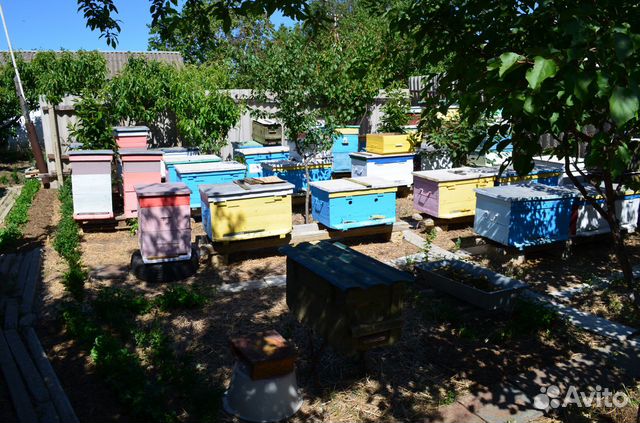 Продам 6 пчелосемей купить на Зозу.ру - фотография № 6