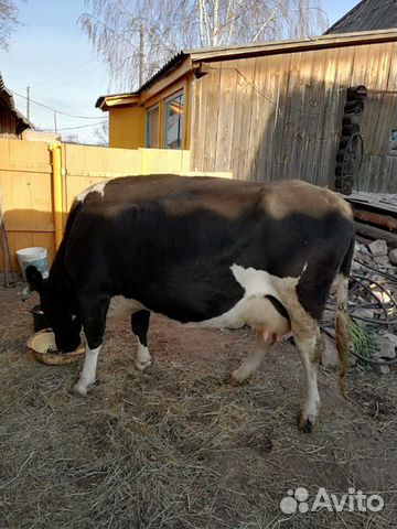 Продаётся молочная корова купить на Зозу.ру - фотография № 2