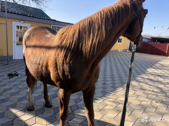 Лошадь купить на Зозу.ру - фотография № 6