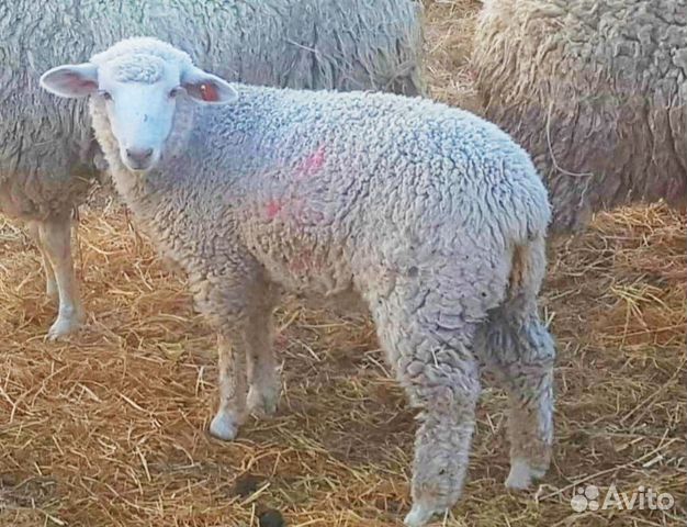 Продам отару овец купить на Зозу.ру - фотография № 1