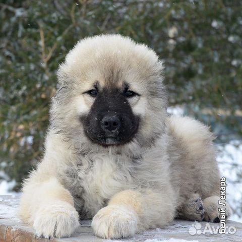 Кавказские Животные Фото