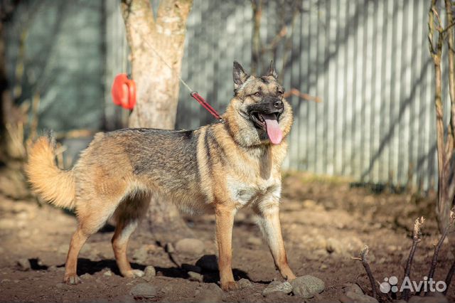 Собака Эмилия ищет дом,ей 3 года купить на Зозу.ру - фотография № 3