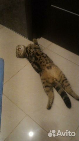 Кот для вязки