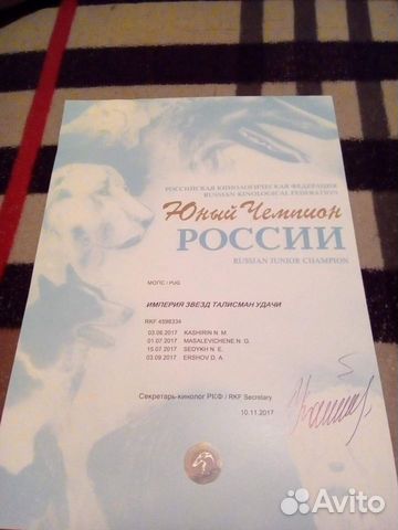 Предлагается титулованный кобель мопса для вязки купить на Зозу.ру - фотография № 5