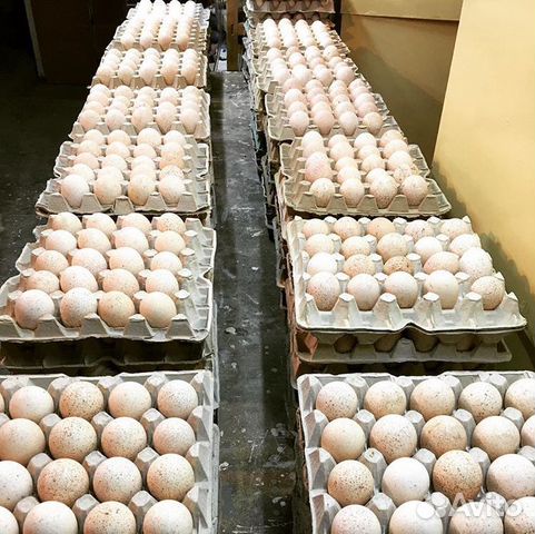 Инкубационные яйца индейки купить на Зозу.ру - фотография № 4