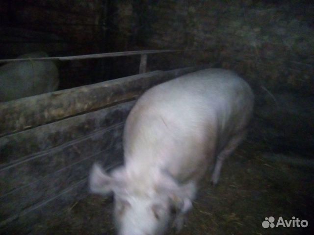 Быки и свиньи купить на Зозу.ру - фотография № 9