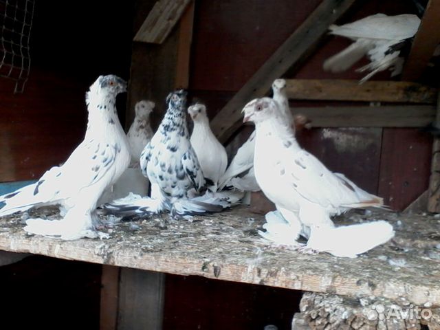 Продаю породистых голубей оптом всех купить на Зозу.ру - фотография № 3