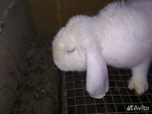 Кролик Баран купить на Зозу.ру - фотография № 5
