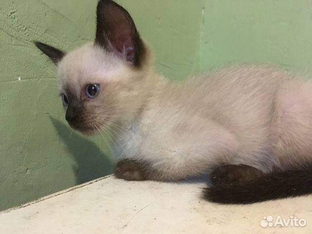 Сиамский котёнок