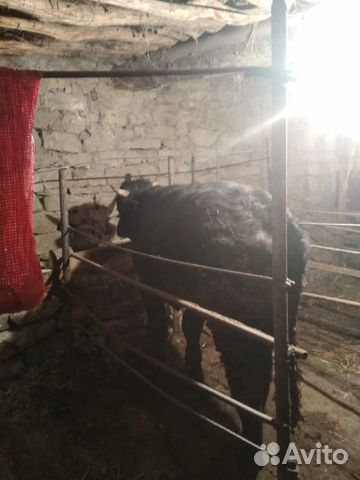 Продаю бычков полтора годичные 3 месяца на откорме купить на Зозу.ру - фотография № 4