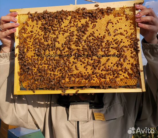 Пчелопакеты 2020 купить на Зозу.ру - фотография № 1
