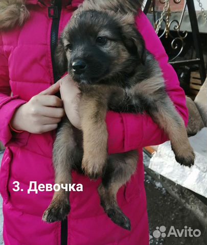 Озорные щенки в добрые руки купить на Зозу.ру - фотография № 9