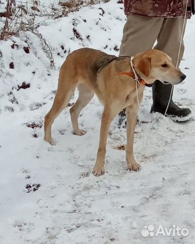 Курский питомник русских гончих собак. Русские гончие. Русская гончая гончие собаки. Авито гончие удмуртия. Русские гончие в ростовской области.