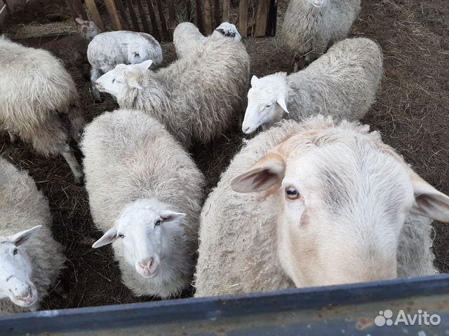 Овцы покрытые с ягнятами купить на Зозу.ру - фотография № 1