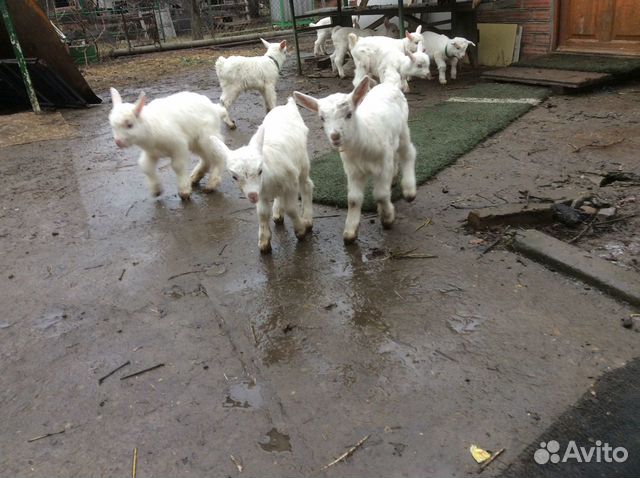 Дойные зааненские козы,козлята купить на Зозу.ру - фотография № 6