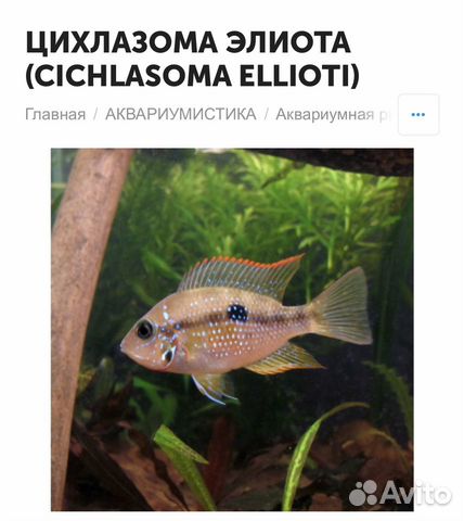 Рыбка аквариумная, Цихлазома Элиота. Цихлиды купить на Зозу.ру - фотография № 1