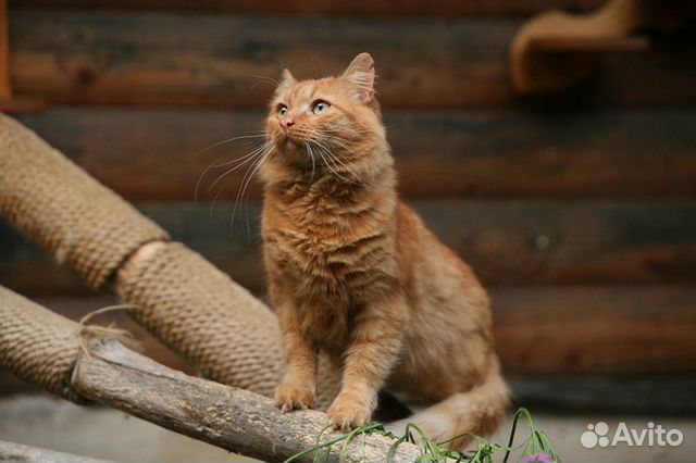 Рыжий котик ищет дом купить на Зозу.ру - фотография № 2