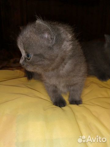 Шотландские котята,2 месяца,приучены к лотку купить на Зозу.ру - фотография № 2