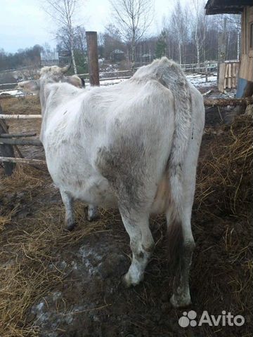 Продам коров стальные 7-8месяцев купить на Зозу.ру - фотография № 4