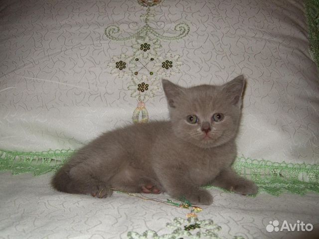 Шотландский котенок, девочка купить на Зозу.ру - фотография № 1