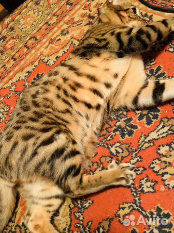 Бенгальский кот,приглашаем на свидание купить на Зозу.ру - фотография № 3