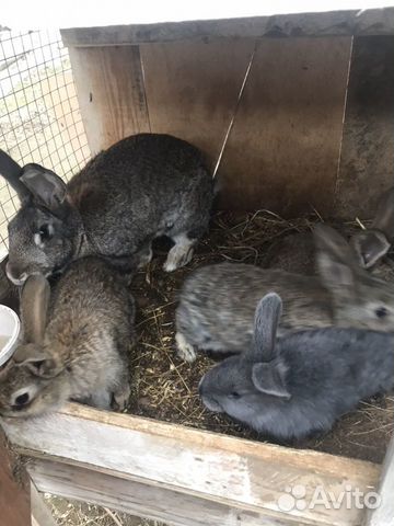 Кролики большие. Мать и 5 крольчат купить на Зозу.ру - фотография № 1