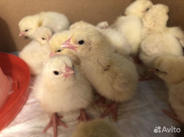 Цыплята, инкубационное яйцо Бресс гальской породы купить на Зозу.ру - фотография № 3