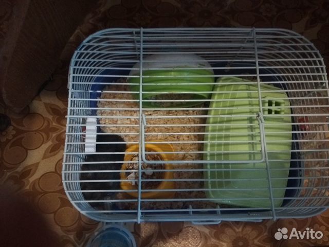 Джунгарский хомяк Джунгарский хомяк