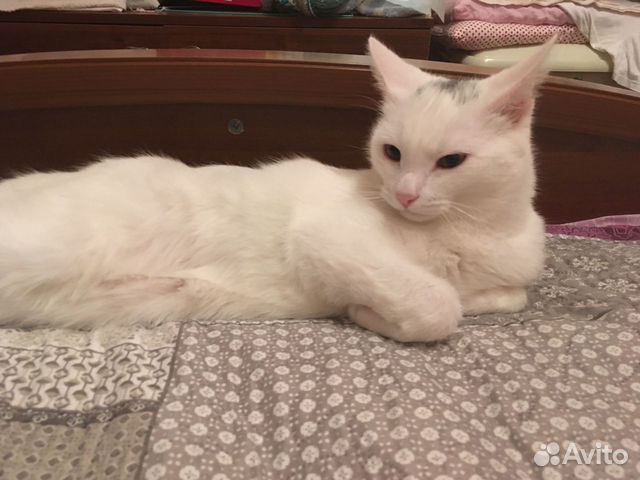 Кот Кот