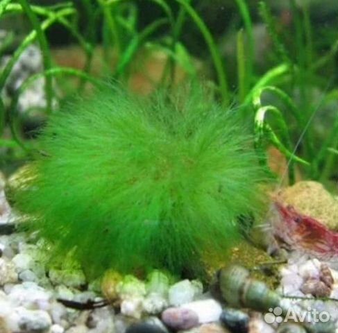 Аквариумные растения разные