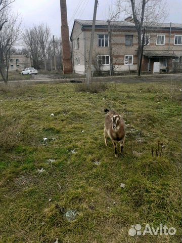 Продам козу (котную) купить на Зозу.ру - фотография № 1