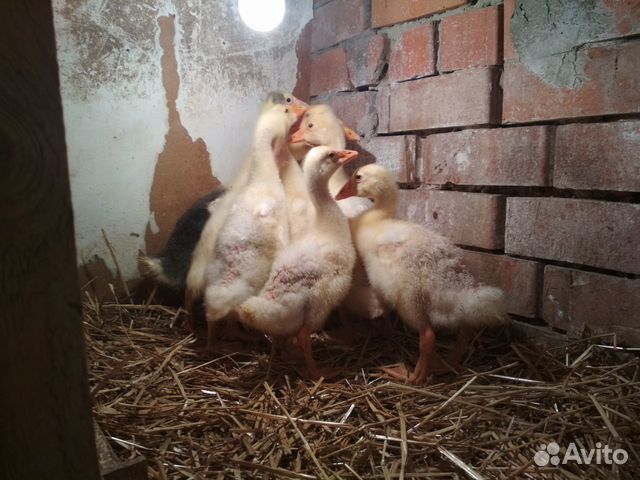 Цыплята, гусята, гуси, утка купить на Зозу.ру - фотография № 5
