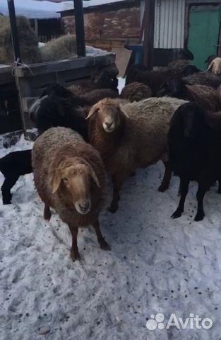 Продам овцематки 50 голов 30 голов ягнят курдючный купить на Зозу.ру - фотография № 6