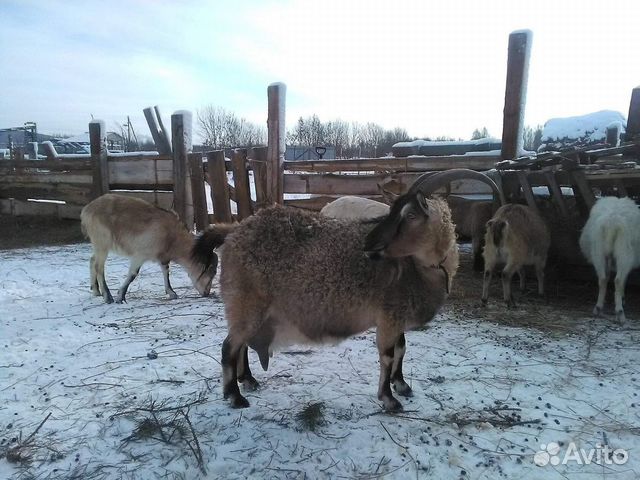 Чп альпийский козел, дойные козы, молодняк купить на Зозу.ру - фотография № 7