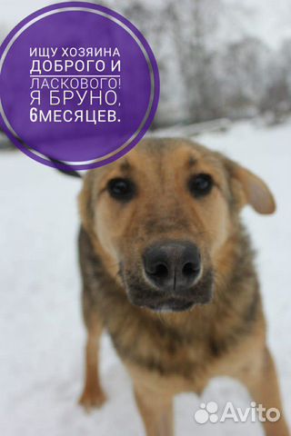 Собака в дар Собака в дар