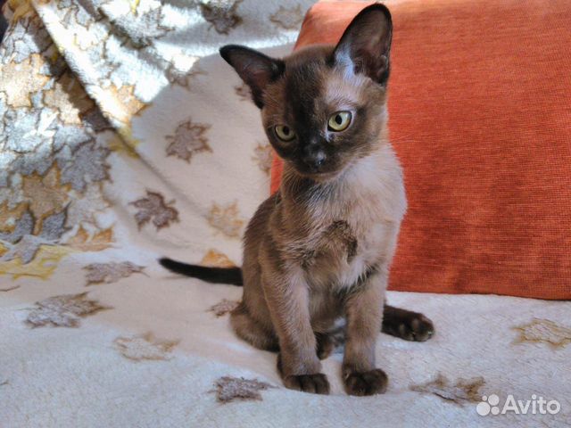 Котята