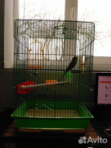 Волнистый попугайчик с клеткой купить на Зозу.ру - фотография № 3