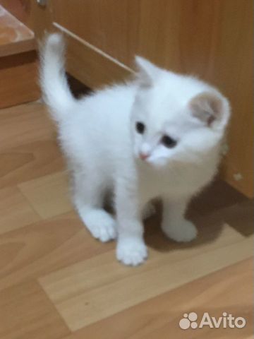 Отдам белого котёнка купить на Зозу.ру - фотография № 1